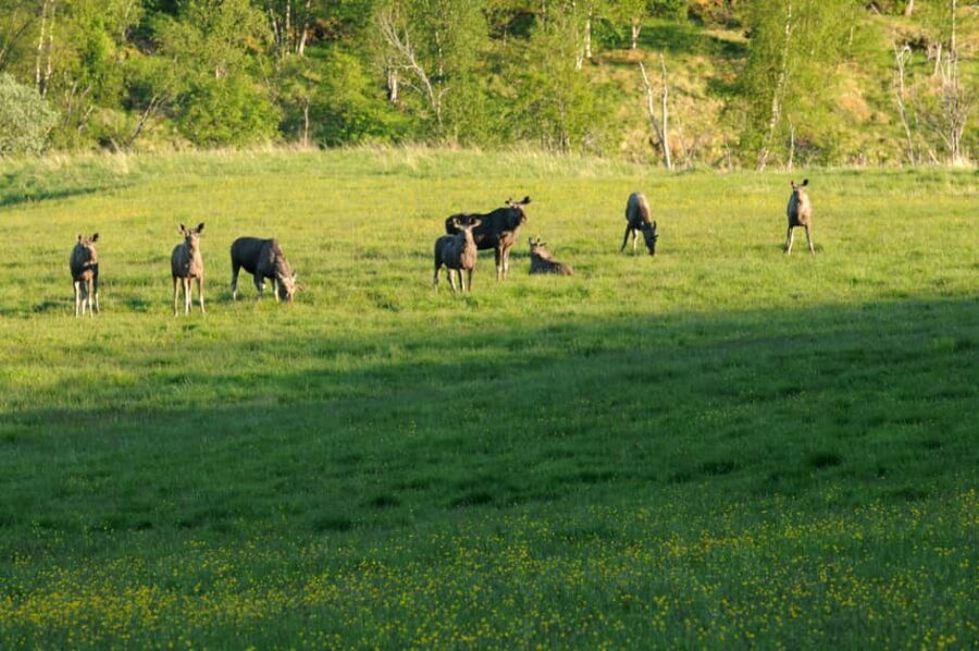 Bodø: Northern Norway Moose Safari - The Itinerary: What to Expect