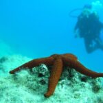 Bodrum: Full-Day Scuba Diving Tour - The Practical Details