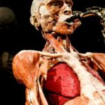 Body Worlds Amsterdam: The Happiness Project Ticket - The Experience and Layout