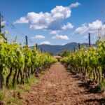 Bolgheri: a guided tour of the winery and a tasting of our wines - What’s Worth Considering