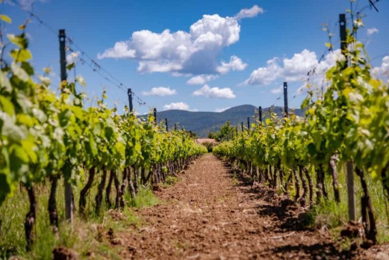 Bolgheri: a guided tour of the winery and a tasting of our wines - What’s Worth Considering