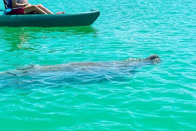 Bonita Springs Eco Kayak Tour  Best Gear, Premium&Clear Kayaks - The Equipment That Makes a Difference