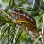 Bordano: Butterfly House Entry Ticket - What We Like and What to Watch