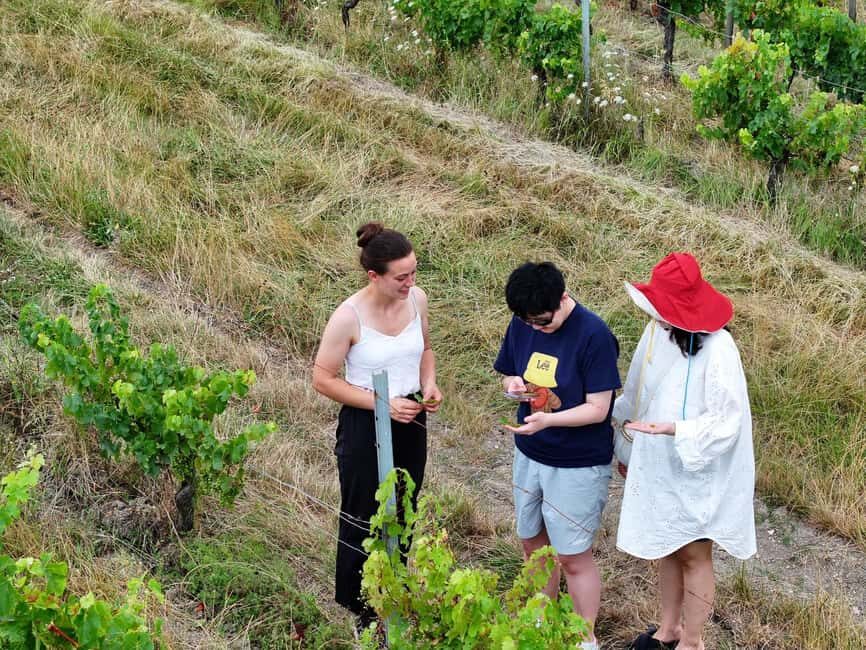 Bordeaux: Explore an Organic Family Vineyard with Tasting - The Itinerary Breakdown: What to Expect on This Vineyard Tour