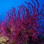 Bosa Diving Baptism - The Underwater Environment and Visuals