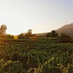Boscotrecase: Vesuvius Wine Tasting Tour With Lunch - Practical Details and Considerations