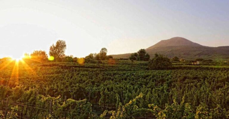 Boscotrecase: Vesuvius Wine Tasting Tour With Lunch - Practical Details and Considerations