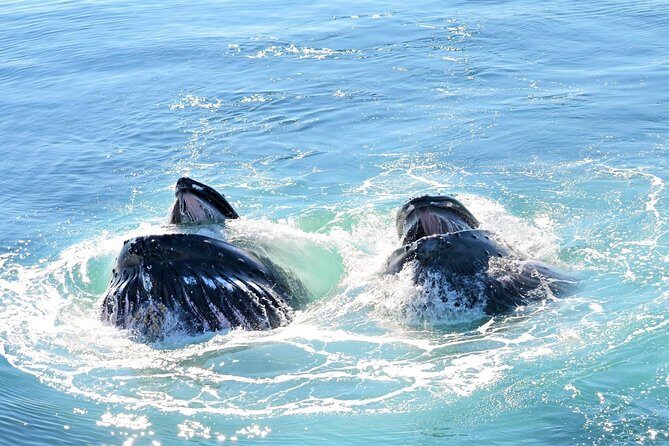 Boston Whale Watching Cruise by High-Speed Catamaran - The Sights and Sounds: What Youll Witness