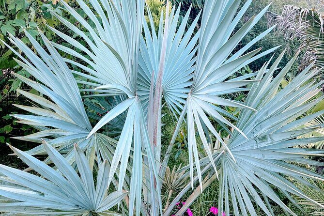 Botanical Tour and waterfall swim at The Cloudforest Bioreserve - Is This Tour Right for You?
