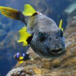 Bournemouth Oceanarium Ticket - Who Is This Tour Best For?