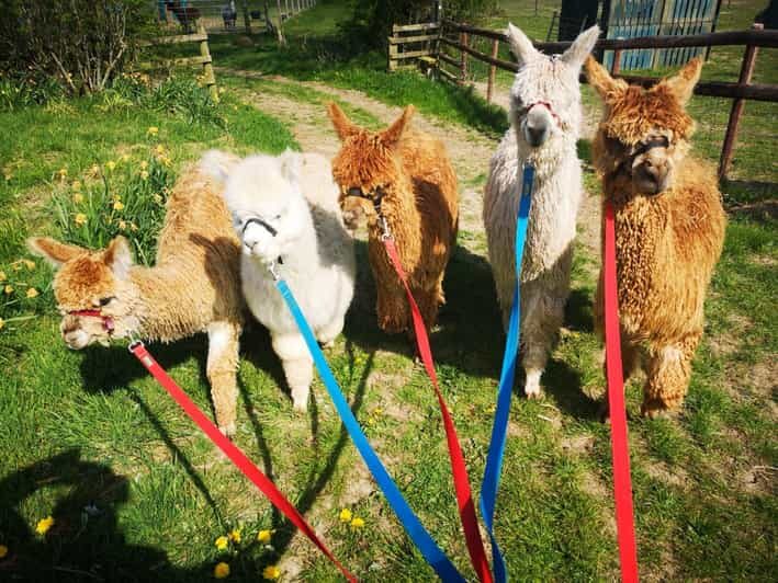 Brackenfield: Alpaca Trek - The Itinerary in Detail
