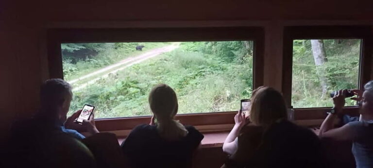 Braov: 4-Hour Bear Watching Tour in Carpathian Mountains - The Value and Pricing