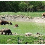 Brasov: Bear Sanctuary, Dracula Castle, and Rânov Fortress - Detailed Breakdown of the Itinerary