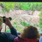 Brasov: Bear Watching in the Wild (From a Hideout) - What’s Included and How It Works