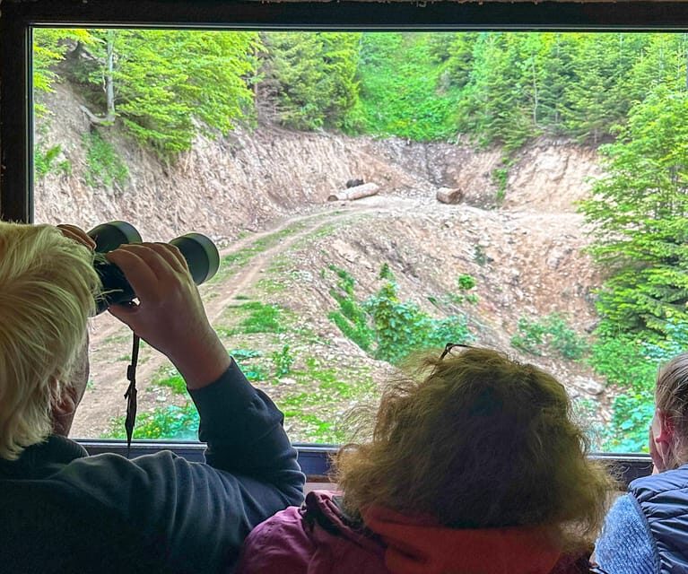 Brasov: Bear Watching in the Wild (From a Hideout) - What’s Included and How It Works