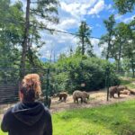 Brasov: Bran Castle, Bear Sanctuary, Rasnov (Peles Optional) - What Reviewers Say