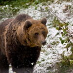 Brasov: Brown Bear & Wildlife Watching - The Real Value: What We Think