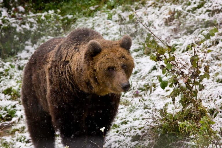 Brasov: Brown Bear & Wildlife Watching - The Real Value: What We Think