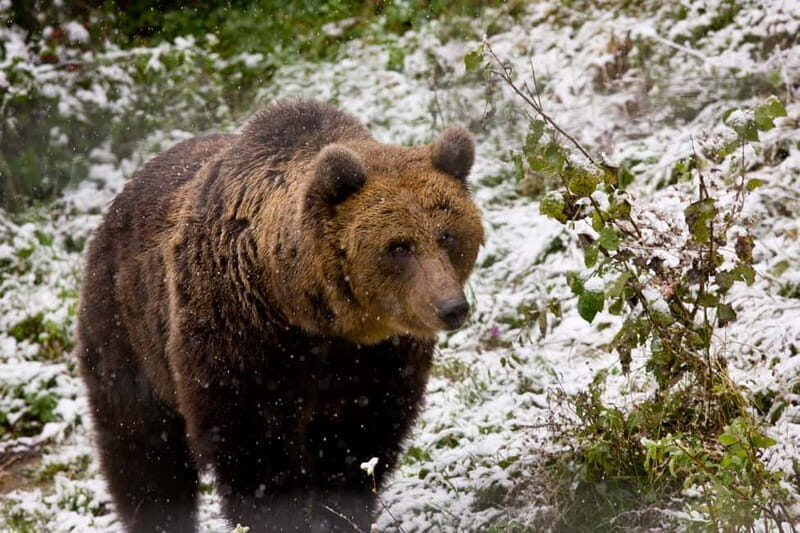 Brasov: Brown Bear & Wildlife Watching - The Real Value: What We Think