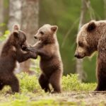 Brasov: Tour with Transfer Libearty Bear Sanctuary - The Value of the Experience