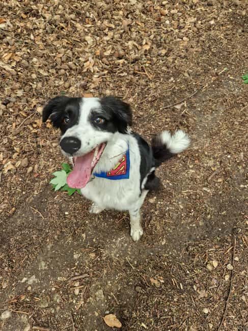 Brasov's Mountain Hike tour with Daisy - The Itinerary: What to Expect