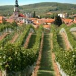 Bratislava: 6,5-Hour Carpathian Wine Tour and Tasting - What to Expect From the Tour