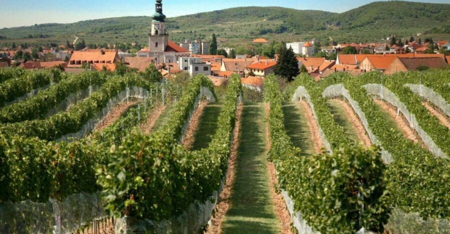 Bratislava: 6,5-Hour Carpathian Wine Tour and Tasting - What to Expect From the Tour