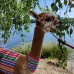 Braunschweig: Alpaca Trekking Tour - Who Should Consider This Tour?