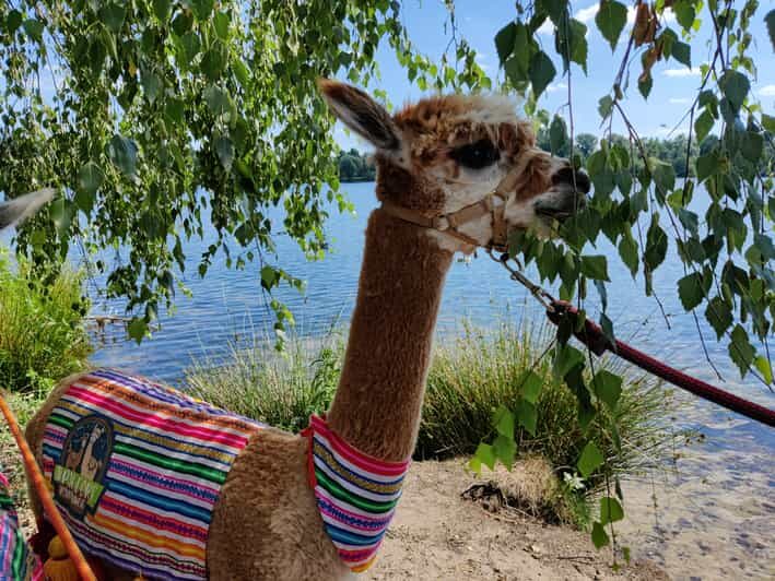 Braunschweig: Alpaca Trekking Tour - Who Should Consider This Tour?