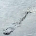 Brevard County Tours, dolphin and manatee tours in Palm Bay, FL - What To Expect During the Tour