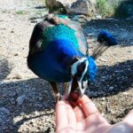 Brijuni National Park Boat Excursion from Pula. With a visit to the island - Pros and Cons Based on Reviews