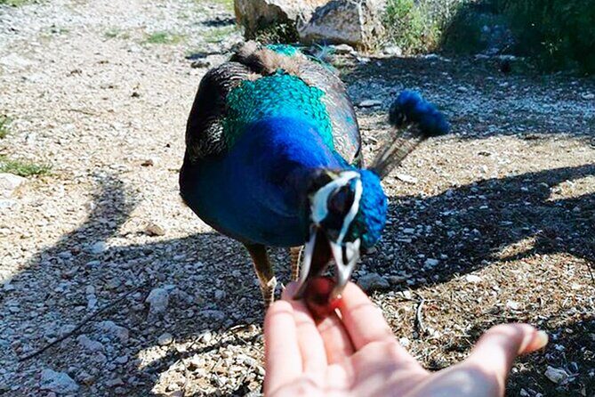 Brijuni National Park Boat Excursion from Pula. With a visit to the island - Pros and Cons Based on Reviews