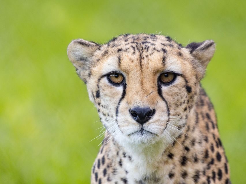 Bristol: Bristol Zoo Project Entry Ticket - Who Will Love Bristol Zoo Project?