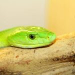 Bristol: Venomous Snake Tour with Reptile Photo - The Itinerary and Key Stops