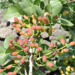 Bronte: Tour e degustazione nelle piantagioni di pistacchi - Final Thoughts