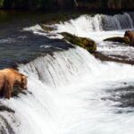 Brooks Falls Katmai Bear Viewing in a Float Plane - The Experience of Watching Bears at Brooks Falls