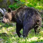 Brown Bear Photography Experience in Harghita County - Who Should Consider This Tour?