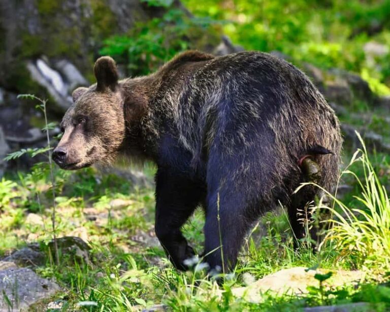 Brown Bear Photography Experience in Harghita County - Who Should Consider This Tour?
