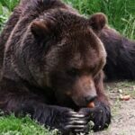 Brown Bear Sanctuary Tour from Brasov Entrance Ticket Guaranteed - Final Thoughts on the Tour