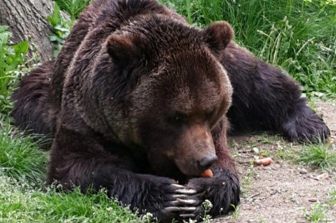 Brown Bear Sanctuary Tour from Brasov Entrance Ticket Guaranteed - Final Thoughts on the Tour