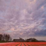 Brussels: Keukenhof, Tulips, and Delft Day Trip - What to Expect at Keukenhof