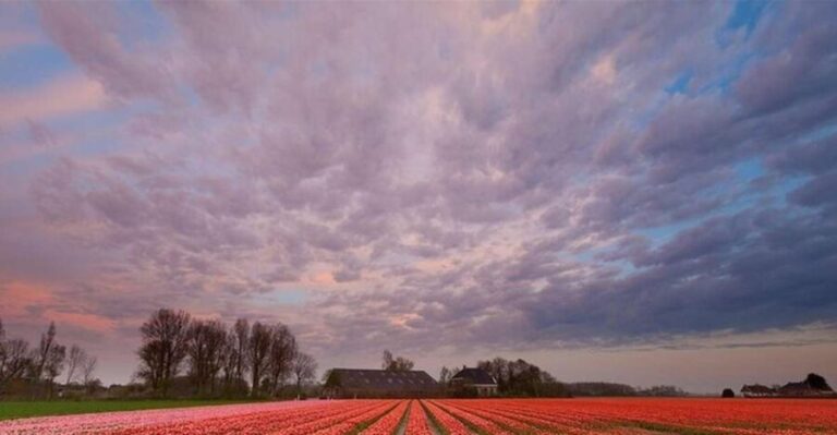 Brussels: Keukenhof, Tulips, and Delft Day Trip - What to Expect at Keukenhof