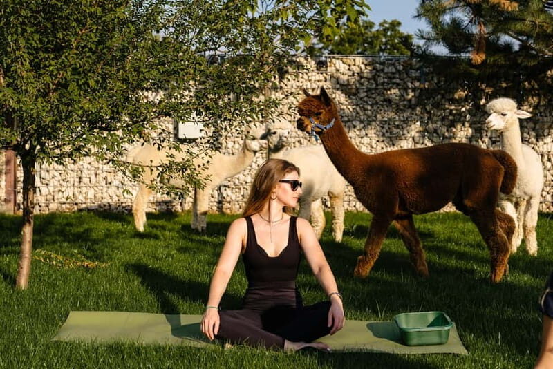 Bucharest: Day Trip at the The Tribe Alpaca Retreat - Who should consider this trip?