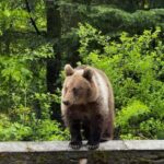 Bucharest: Top Gear Road - Transfgran Highway Day Trip - Next, Visit to Capra Waterfall