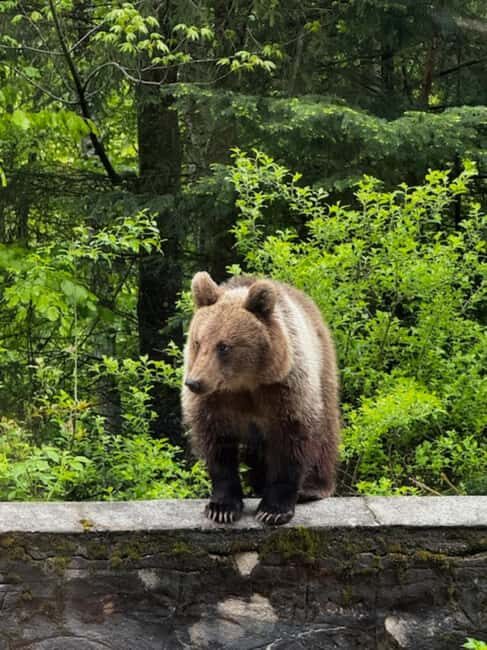 Bucharest: Top Gear Road - Transfgran Highway Day Trip - Next, Visit to Capra Waterfall