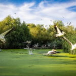Bucharest: Tour to Danube Delta 2-Days With Boat Tour - The Practical Side: What to Expect