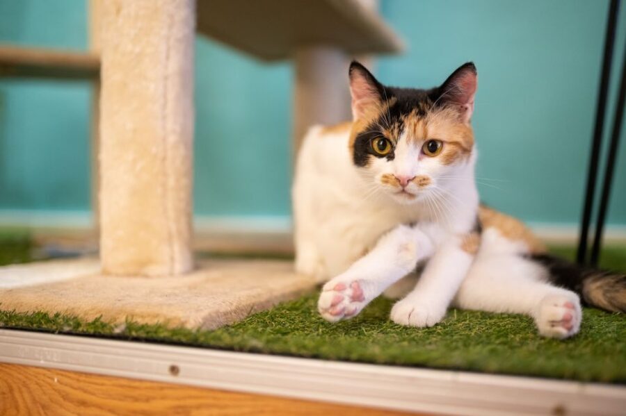 Budapest: Cat Museum Budapest Entry Ticket - What to Know Before You Go