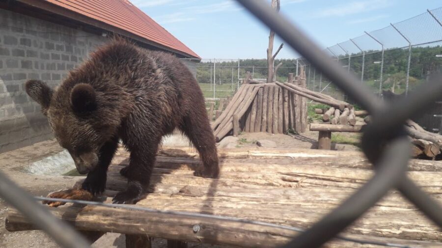 Budapest: Transport & Guided Tour of Bear and Wolf Sanctuary - The Value of the Tour
