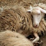 Burgos: sheep milking experience - Who Would Love This?