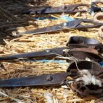 Burgos: sheep shearing experience - FAQs